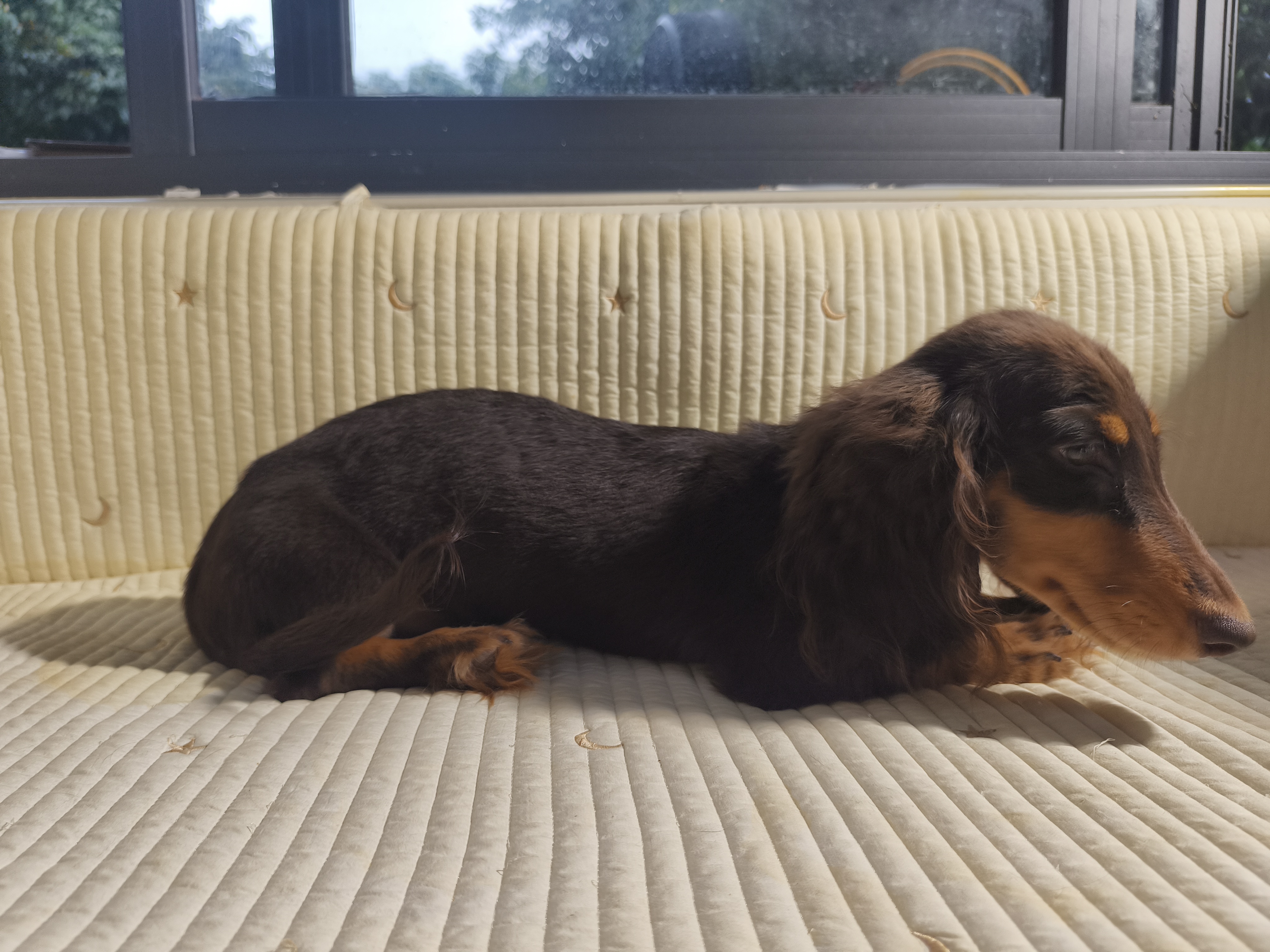 好打理 骨架粗 长毛腊肠犬